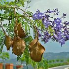 Jacaranda mit Samen und Blüte