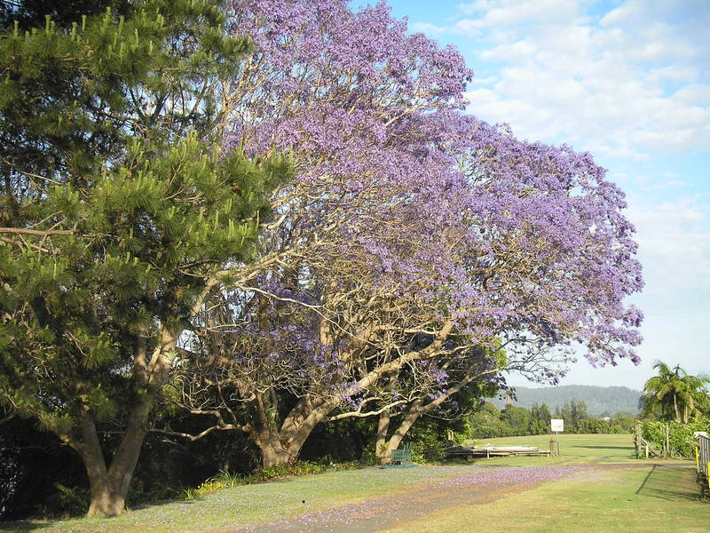 Jacaranda time