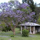 jacaranda tree and house