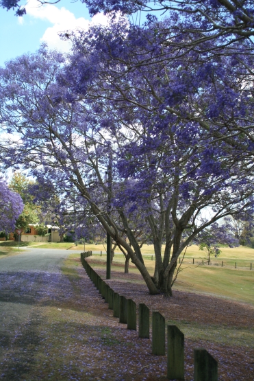 jacaranda trees