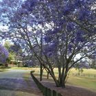 jacaranda trees