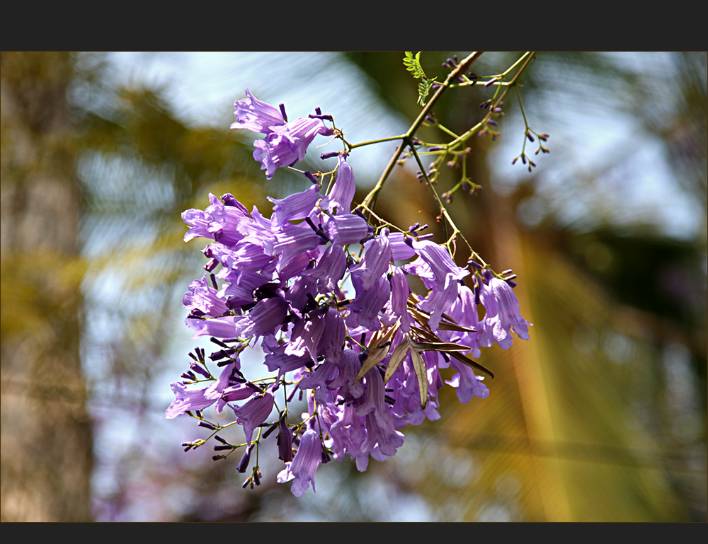 Jacaranda zum Mittwoch