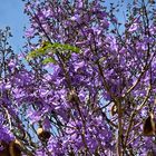 Jacarandabaum