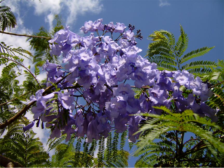 Jacarandablüte