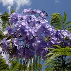 Jacarandablüte