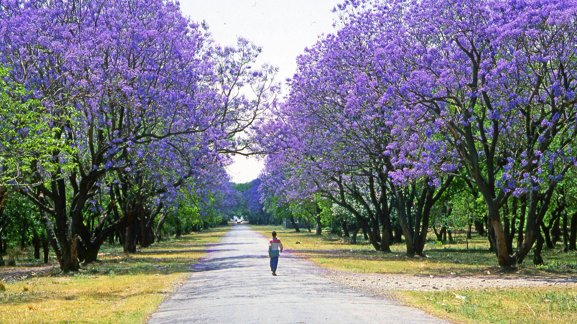 Jacarandablüte