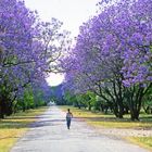 Jacarandablüte