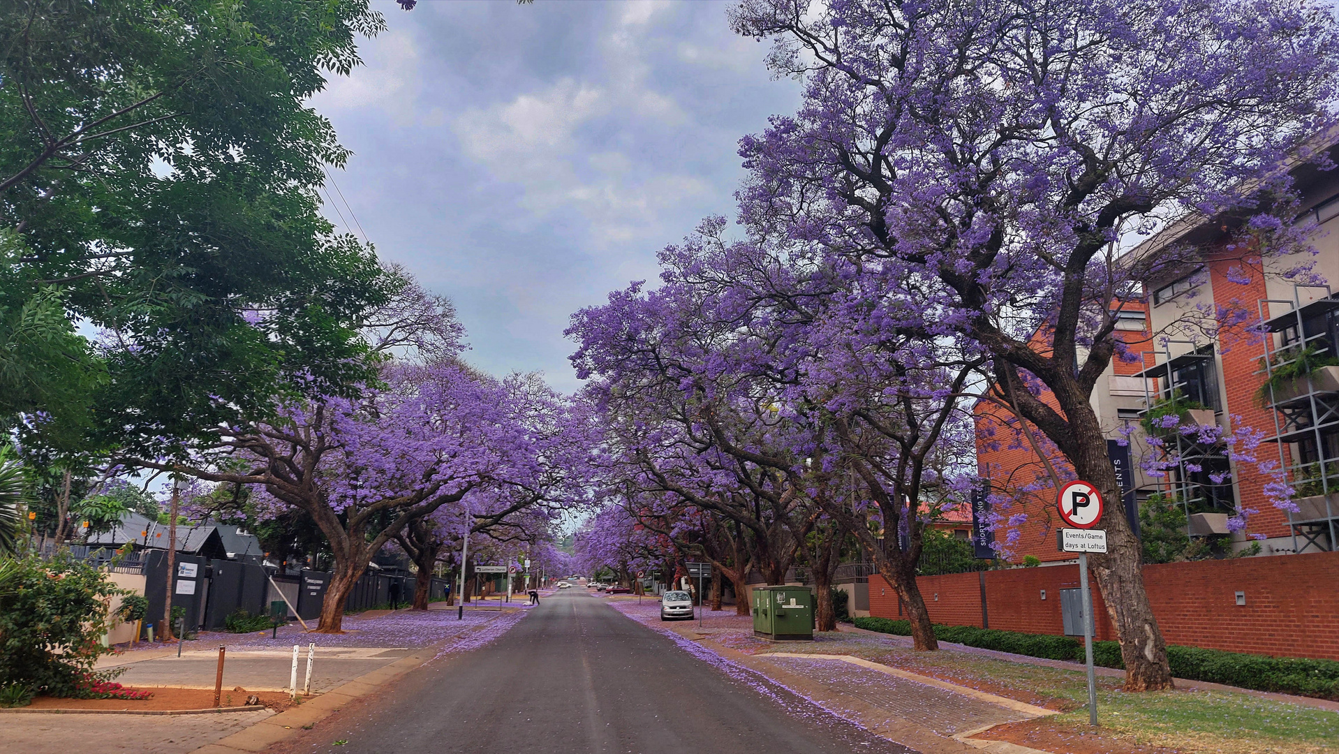 Jacarandablüte in Pretoria