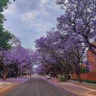 Jacarandablüte in Pretoria