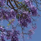 Jacarandagruß zum Mittwoch