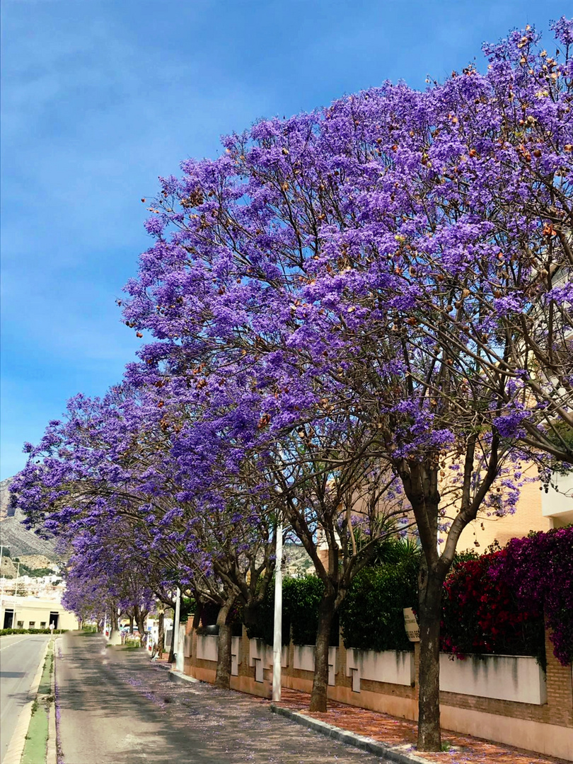 Jacarandas