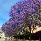 Jacarandas