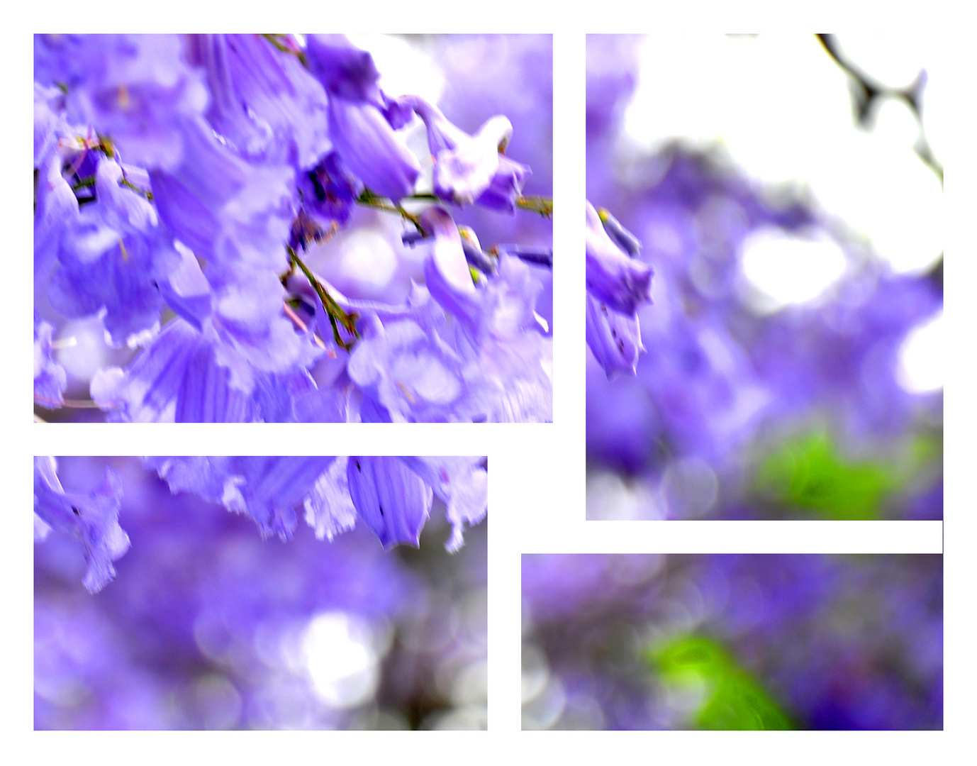 Jacarandas