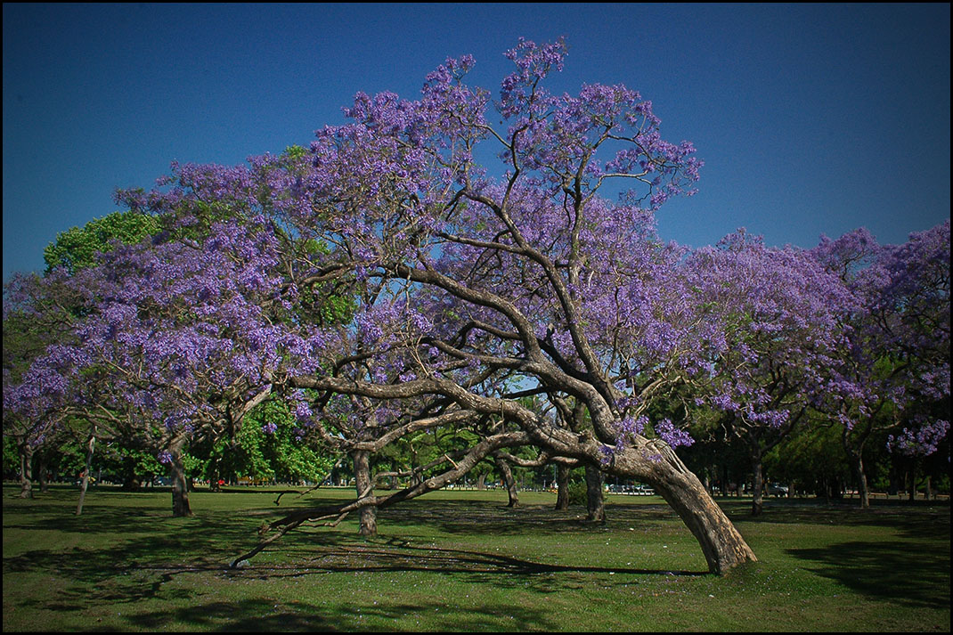 Jacarandas doblado