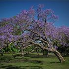 Jacarandas doblado