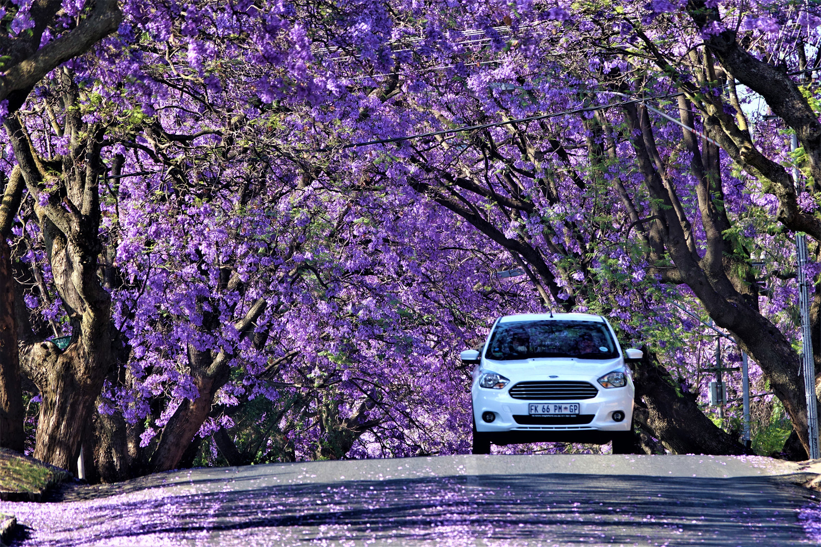 Jacarandas in Johannesburg