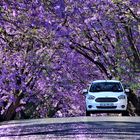 Jacarandas in Johannesburg