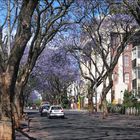 Jacarandasbäume in Johannesburg