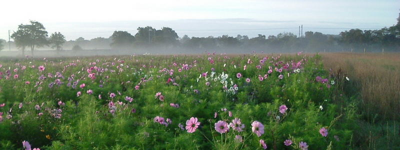 JACHERE FLORALE