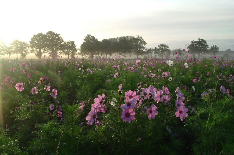 jachère florale