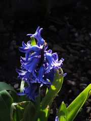 Jacinthe bleue…