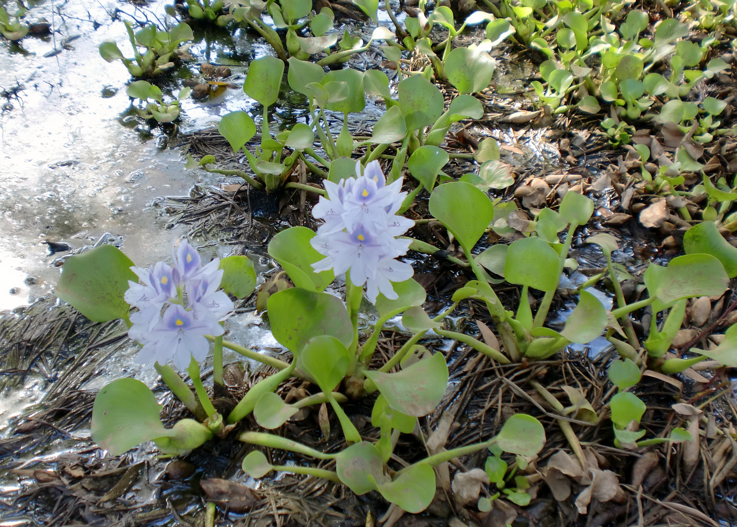 Jacinthe d'eau