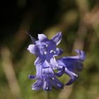 Jacinthe Des Bois - Hyacinthoides non-scripta 