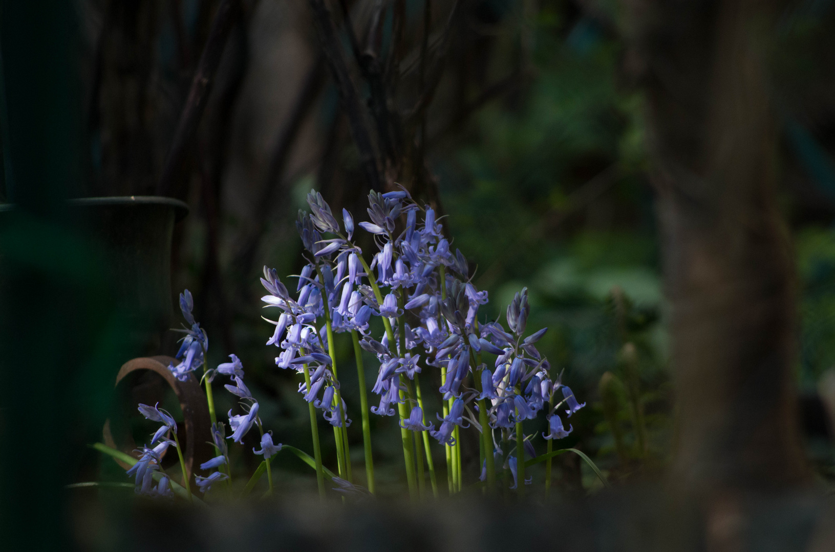  jacinthe des bois - mon petit jardin