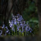  jacinthe des bois - mon petit jardin