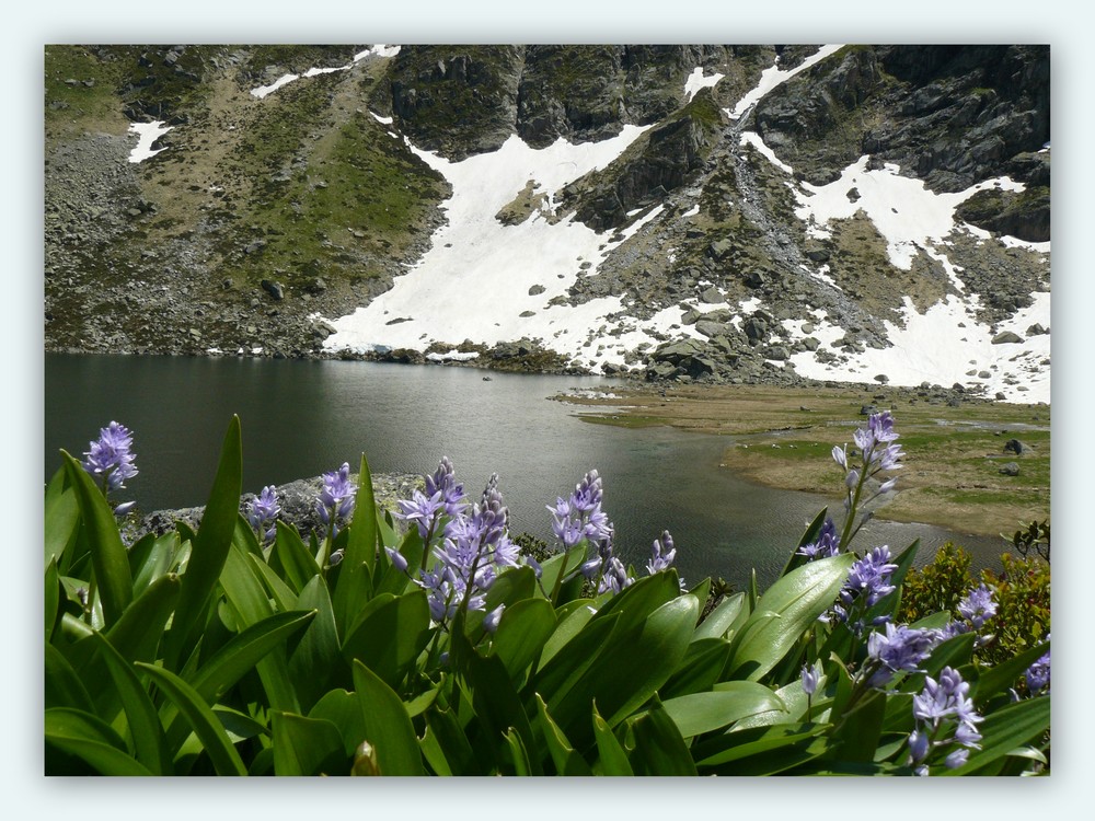 Jacinthe des Pyrénées ou Scille Lis-Jacinthe . ( Scillia Lilio-Hiacinthus )