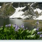 Jacinthe des Pyrénées ou Scille Lis-Jacinthe . ( Scillia Lilio-Hiacinthus )