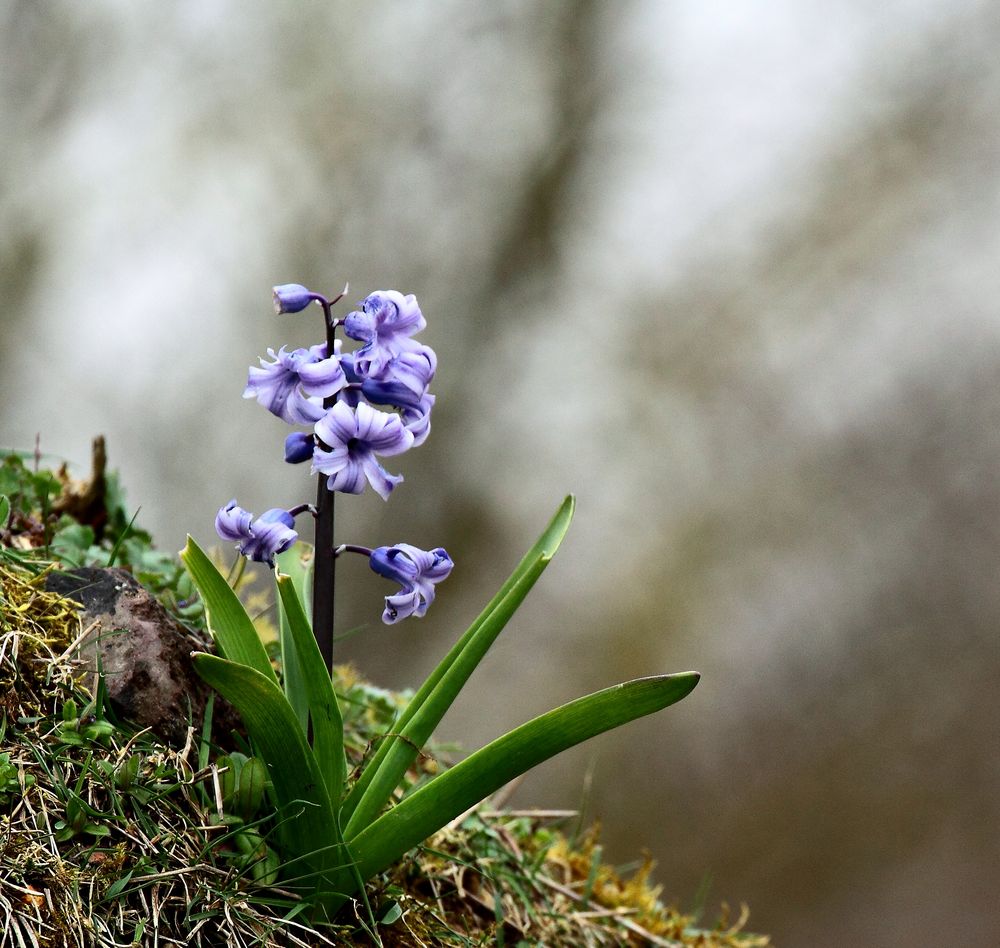 Jacinthe en l'état sauvage