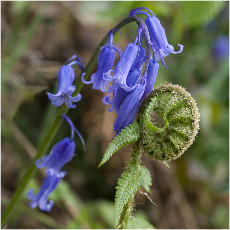 Jacinthe sauvage et fougère naissante