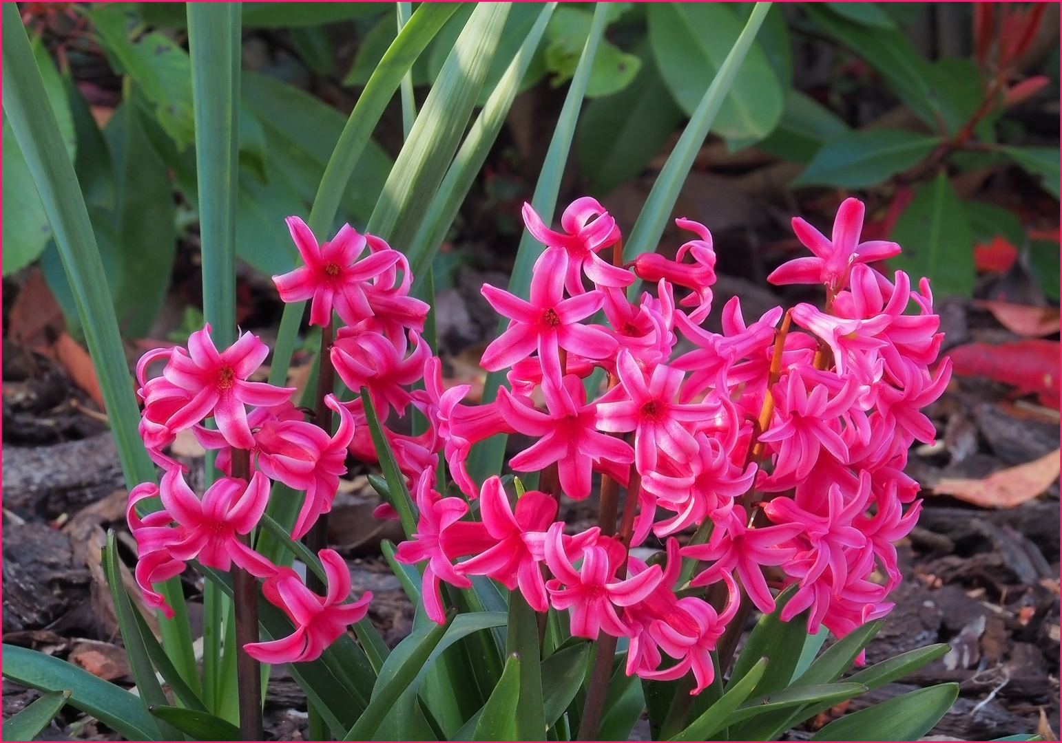 Jacinthes dans le jardin