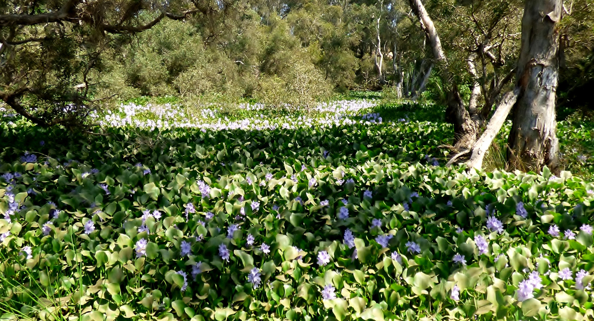 Jacinthes d'eau en fleurs dans les niaoulis