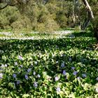 Jacinthes d'eau en fleurs dans les niaoulis