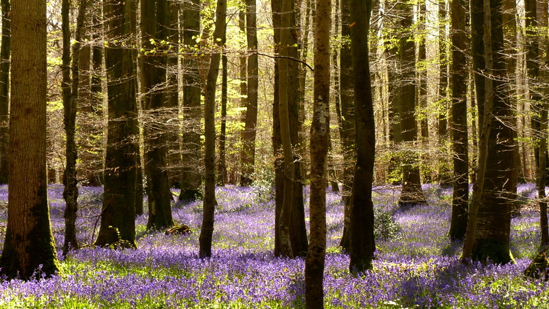 jacinthes forestières