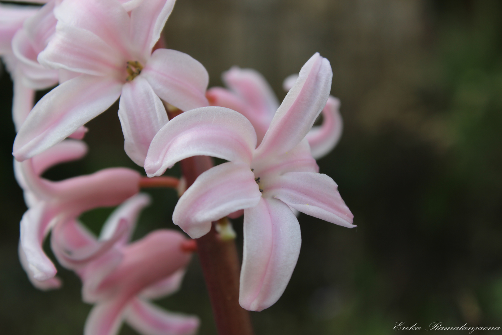 Jacinthes rosées