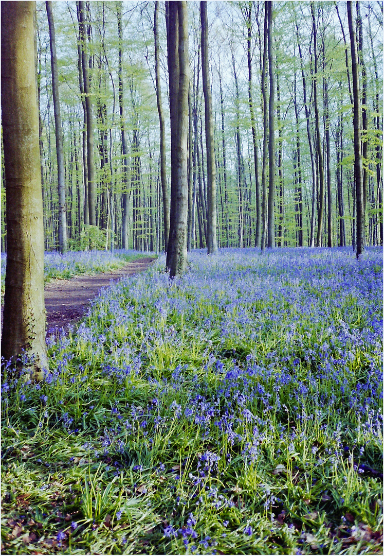 Jacinthes sauvages dans le Bois de Hal