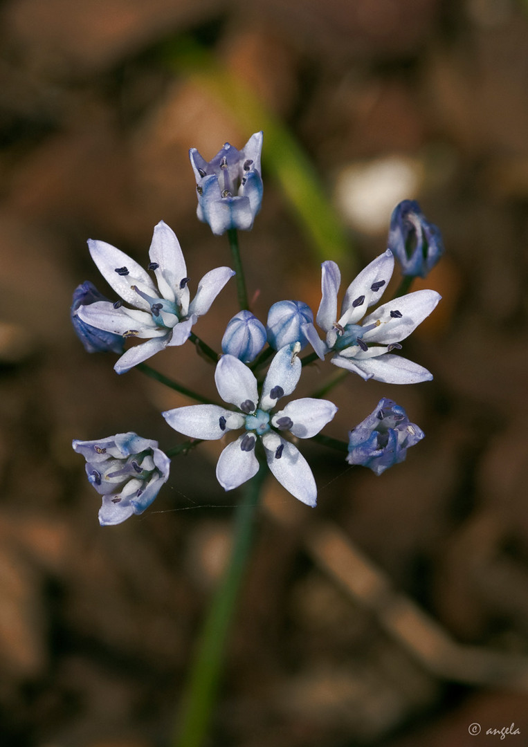 Jacinto estrellado (scilla lilio-hyacintus)