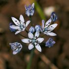 Jacinto estrellado (scilla lilio-hyacintus)