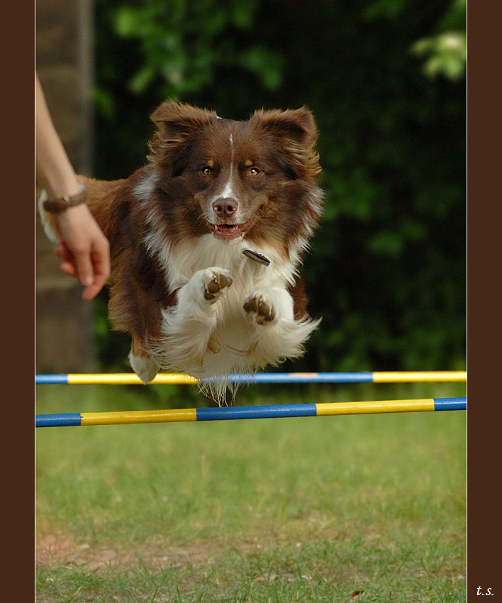 Jack beim Trainieren (Sommer '06)