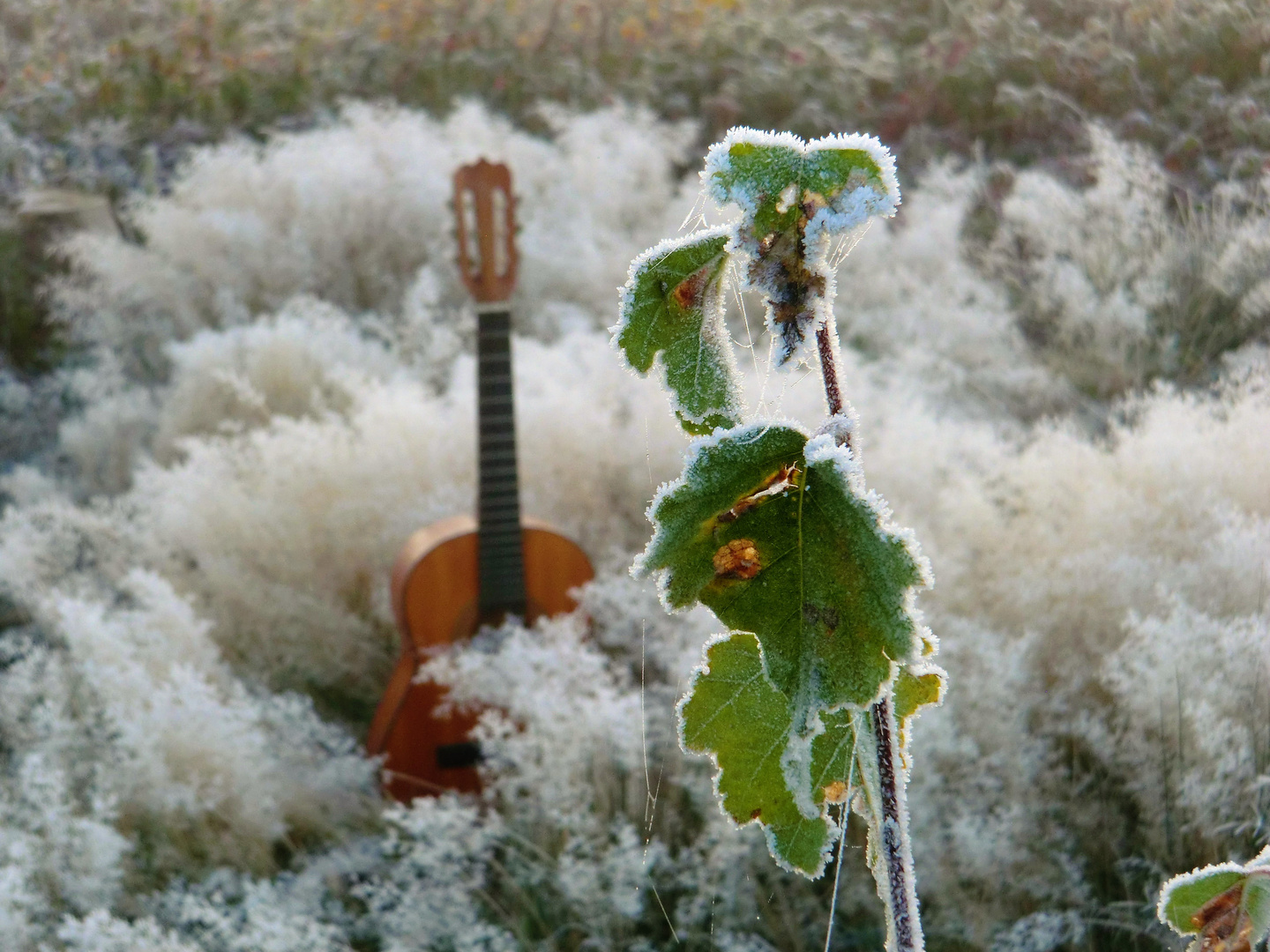 Jack Frost