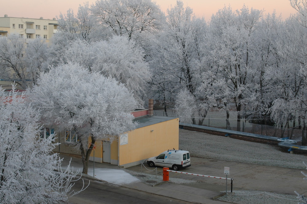 Jack Frost