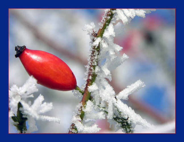 Jack Frost schlägt zu! (1)