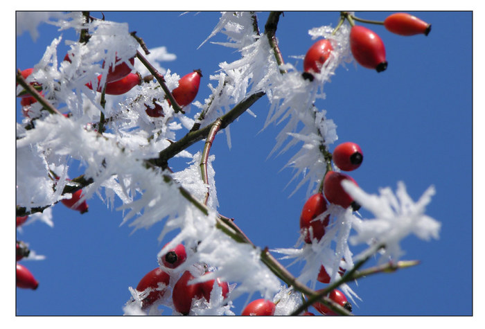 Jack Frost schlägt zu! (3)