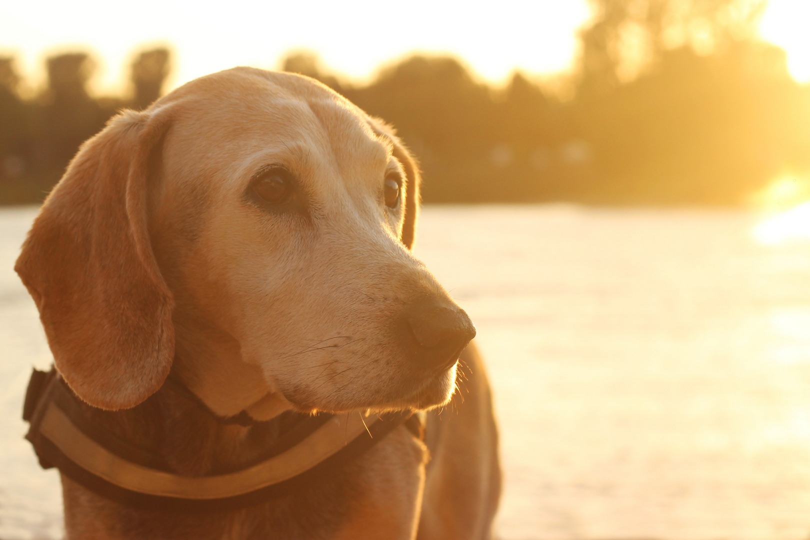 Jack im Sonnenuntergang