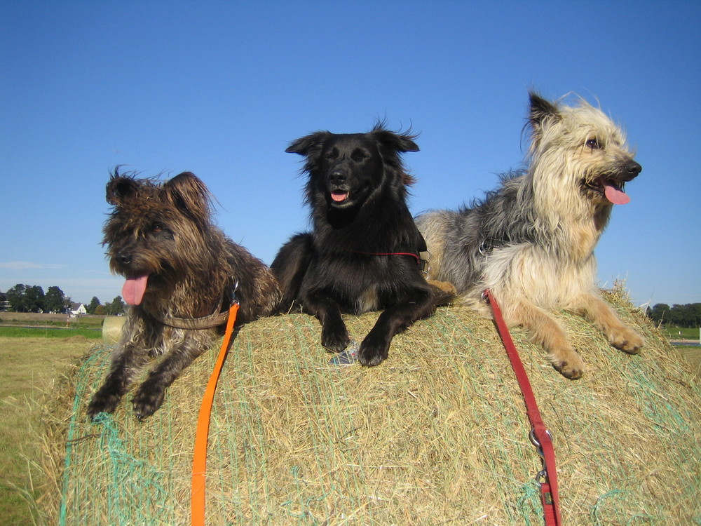 Jack, Kimba und Comet