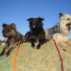 Jack, Kimba und Comet