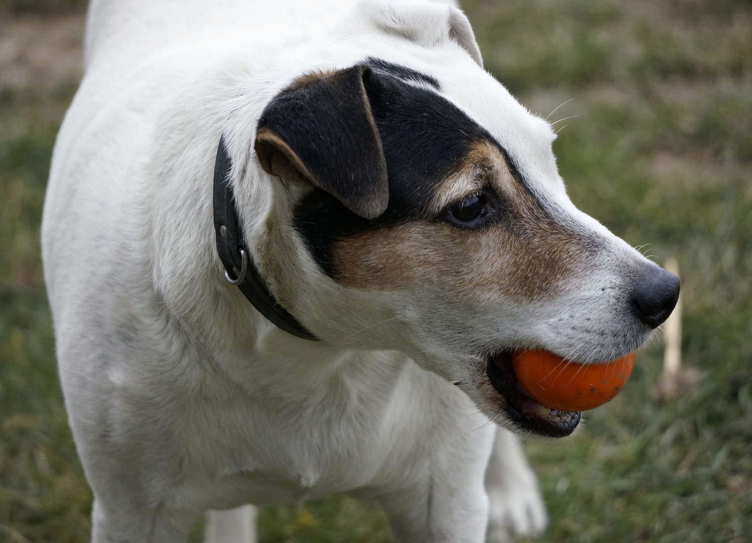 jack .....mit Ball